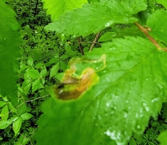 Agromyza aristata