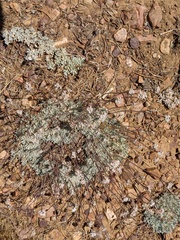 Eriogonum kennedyi austromontanum