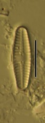 Planothidium lanceolatum