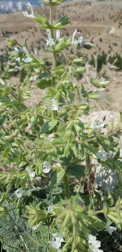 Persian Lulling Sage (Salvia reuteriana)