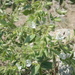 Salvia reuteriana - Photo (c) Shahrzad Fattahi, alguns direitos reservados (CC BY-NC), uploaded by Shahrzad Fattahi