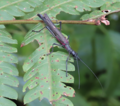 Damasippus
