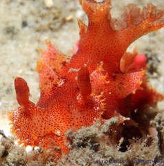 Plocamopherus imperialis