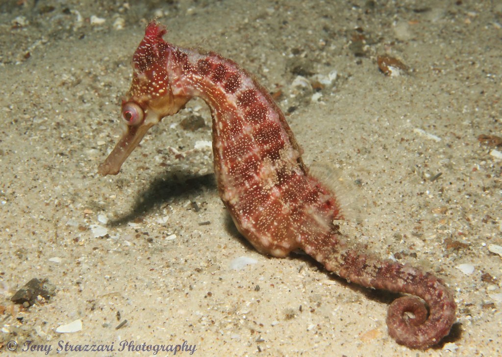 Longsnout cavalo-marinho ou Slender cavalo-marinho, Hippocampus reidi  amarelado, na frente de fundo branco fotos, imagens de © lifeonwhite  #174297564