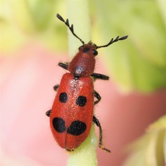 Pelonides quadrinotata