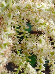 Dielis trifasciata