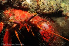 Dardanus crassimanus