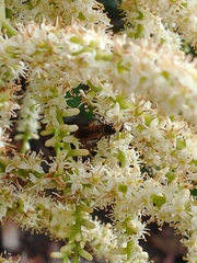 Dielis trifasciata