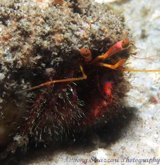 Dardanus crassimanus