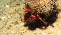 Dardanus crassimanus