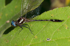 Macrothemis imitans