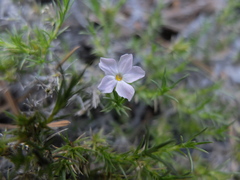 Polemoniaceae