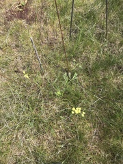 Lomatium cookii