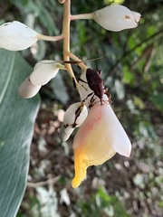 Metaprodioctes formosanus