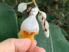 Metaprodioctes formosanus