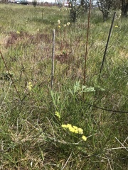 Lomatium cookii