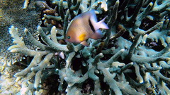 Plectroglyphidodon dickii