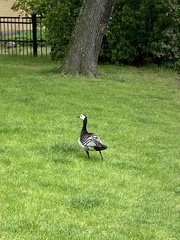 Branta leucopsis