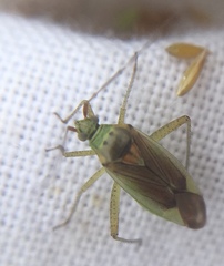 Closterotomus trivialis
