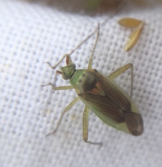 Closterotomus trivialis