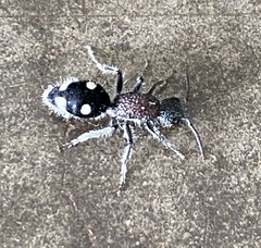 Dolichomutilla sycorax