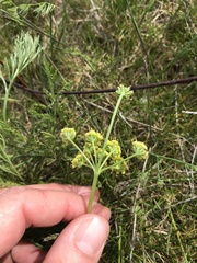 Lomatium cookii