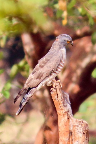 African Cuckoo-Hawk