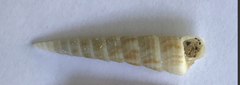 Turritella acropora