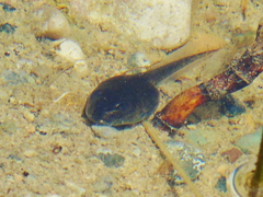 Bufotes pewzowi