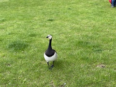 Branta leucopsis
