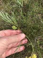 Lomatium cookii