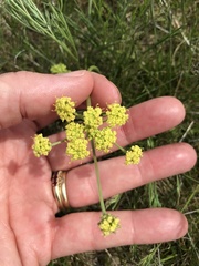 Lomatium cookii