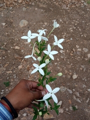 Bouvardia longiflora