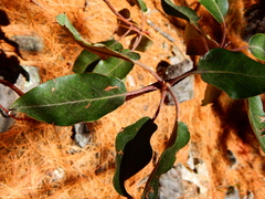 Arbutus bicolor