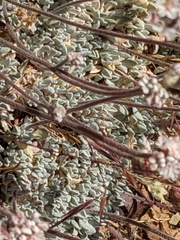 Eriogonum kennedyi austromontanum