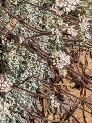 Eriogonum kennedyi austromontanum