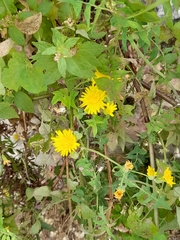 Sonchus