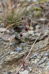 Streptanthus glandulosus niger