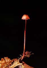 Mycena toyerlaricola