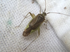 Closterotomus trivialis