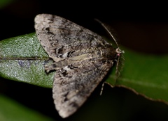 Pseudocoremia suavis