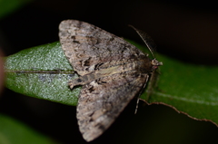 Pseudocoremia suavis