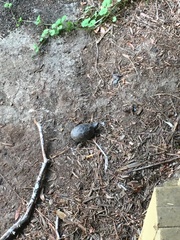 Sternotherus odoratus