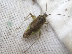 Closterotomus trivialis