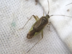 Closterotomus trivialis