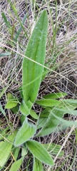 Plantago urvillei