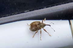 Anthonomus quadrigibbus