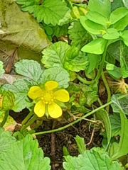 Potentilla indica