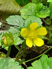 Potentilla indica