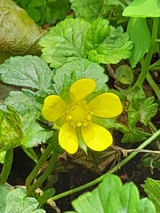 Potentilla indica
